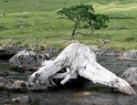 Driftwood Scotland 1